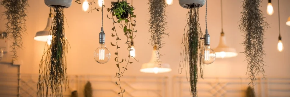 Vines and light bulbs suspended